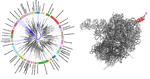 Co-translational protein folding in the light of ribosome evolution [EVOCOTF]