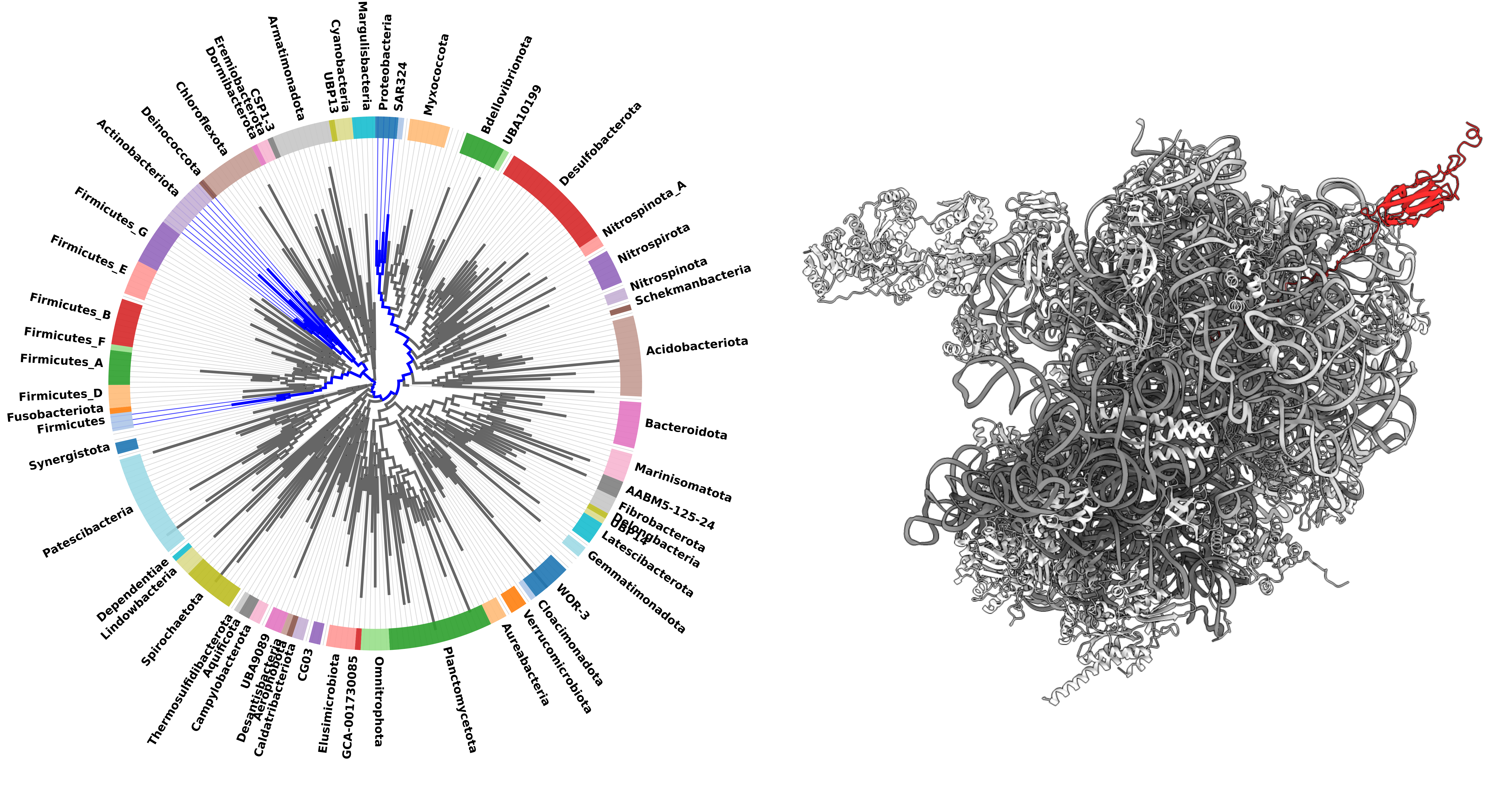 Co-translational protein folding in the light of ribosome evolution ...